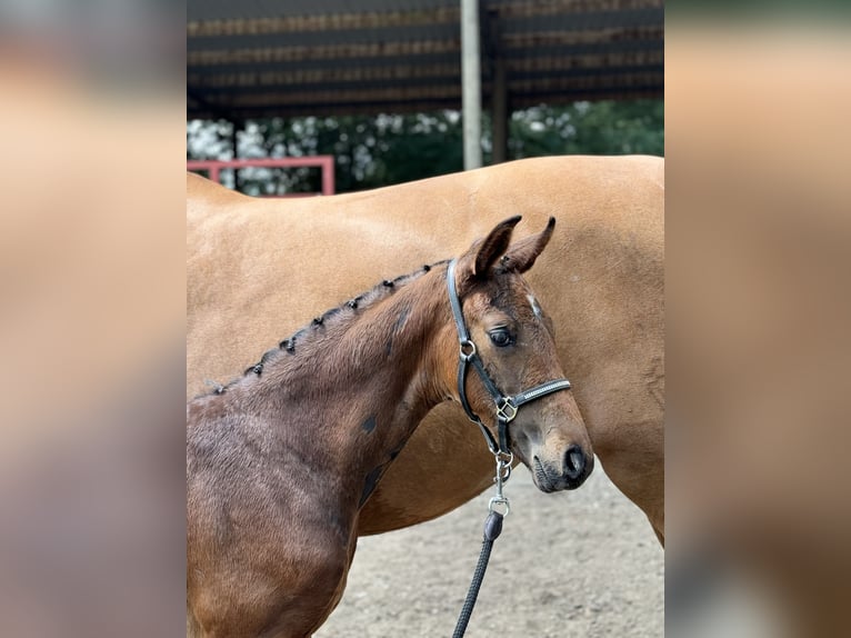 Oldenburger Hengst 2 Jaar 172 cm Donkerbruin in Blunk