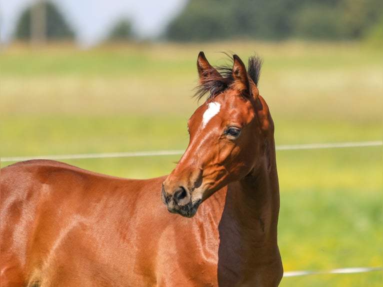 Oldenburger Hengst 2 Jaar Bruin in Ceske Budejovice, Tschechien