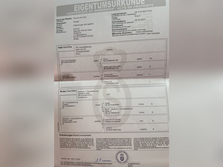 Oldenburger Hengst 2 Jaar Bruin in Fuendetodos