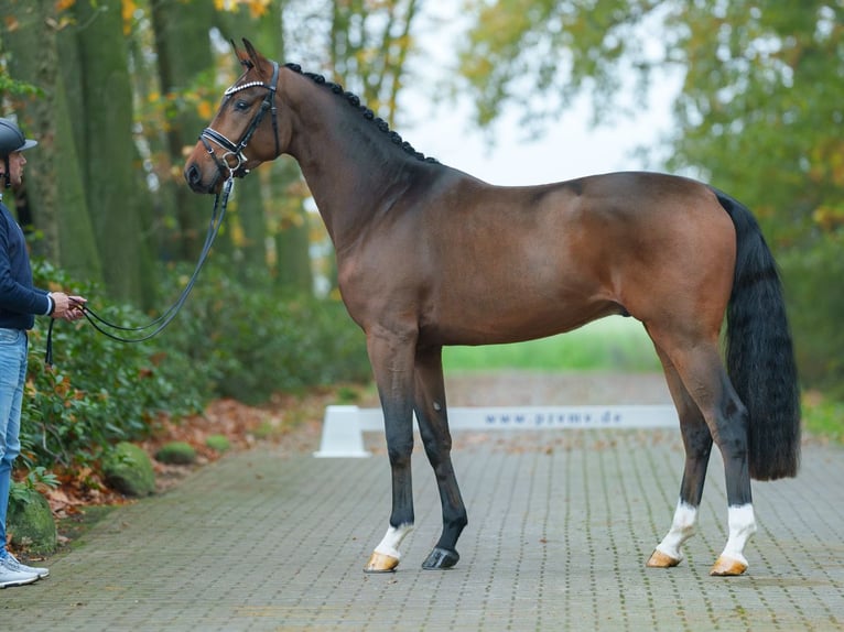 Oldenburger Hengst 2 Jaar Donkerbruin in Pölchow