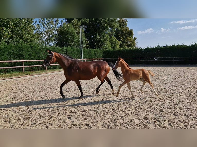 Oldenburger Hengst 2 Jaar Vos in Mechernich