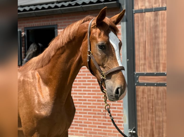 Oldenburger Hengst 2 Jaar Vos in Zieuwent