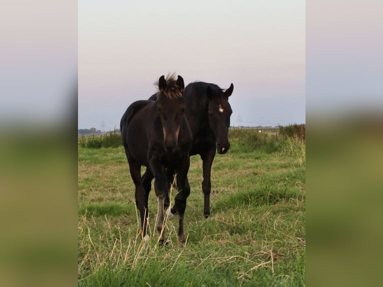 Oldenburger Hengst 2 Jaar Zwart in Stadland