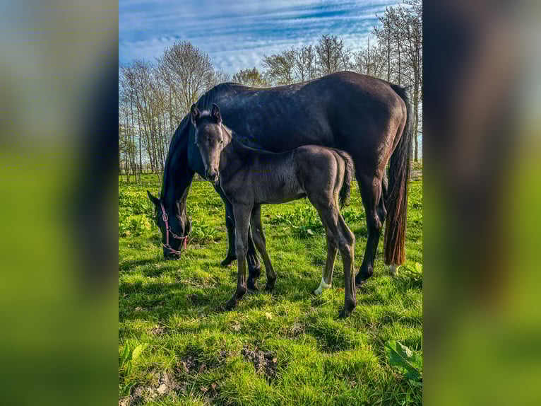Oldenburger Hengst 2 Jaar Zwart in Stadland