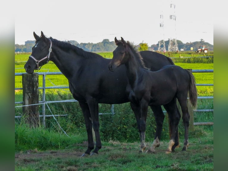 Oldenburger Hengst 2 Jaar Zwart in Stadland
