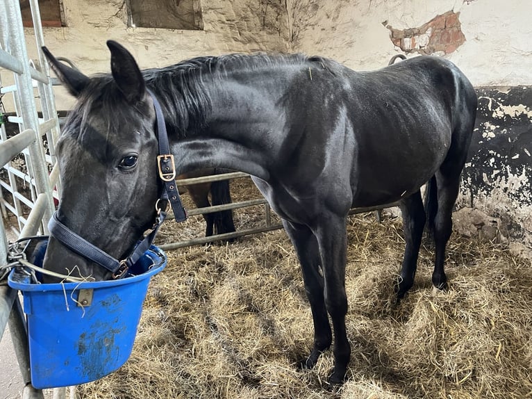 Oldenburger Hengst 2 Jahre 156 cm Rappe in Heiligengrabe