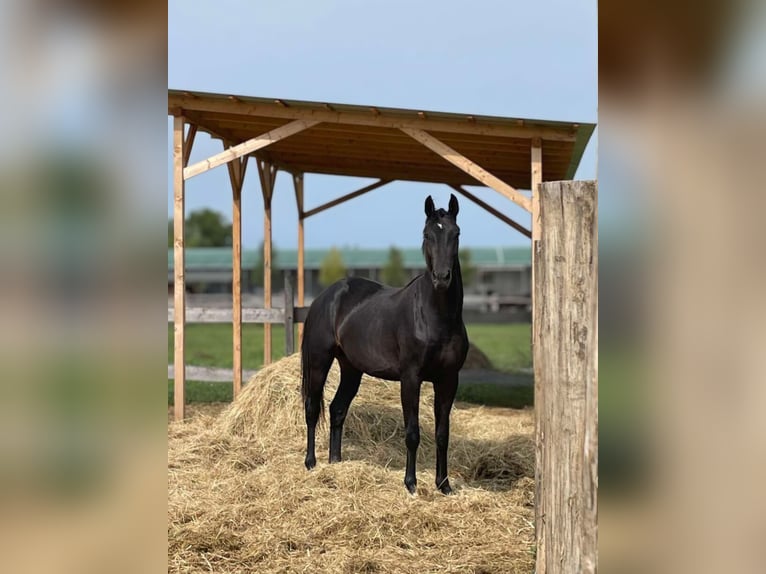 Oldenburger Hengst 2 Jahre 160 cm Rappe in Debrecen