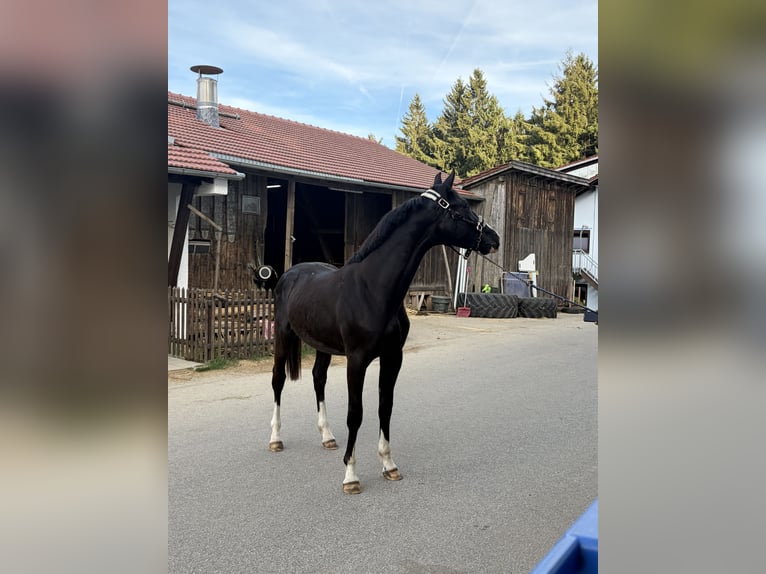 Oldenburger Hengst 2 Jahre 160 cm Schwarzbrauner in Sankt Englmar