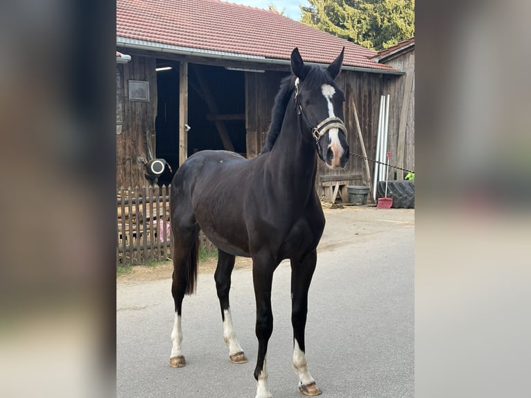 Oldenburger Hengst 2 Jahre 160 cm Schwarzbrauner in Sankt Englmar