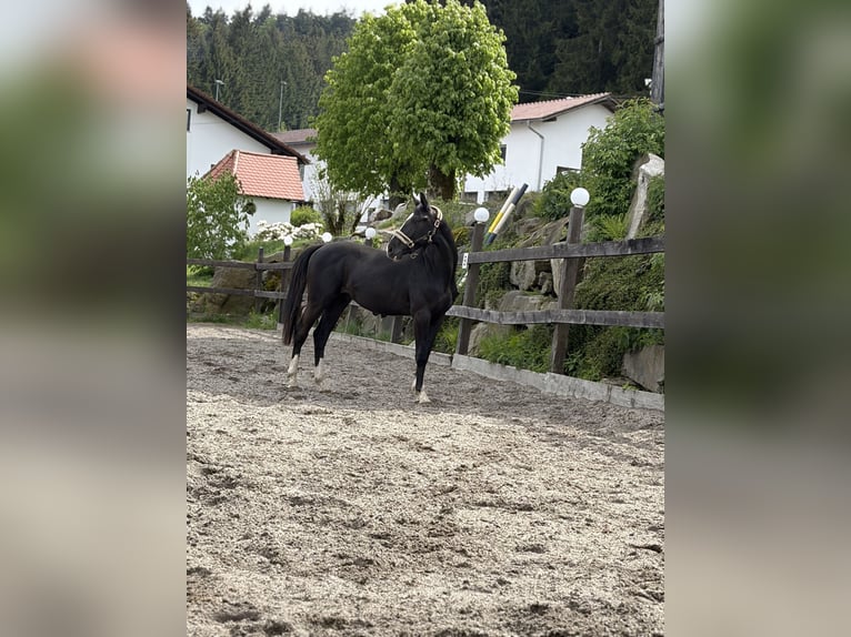 Oldenburger Hengst 2 Jahre 160 cm Schwarzbrauner in Sankt Englmar