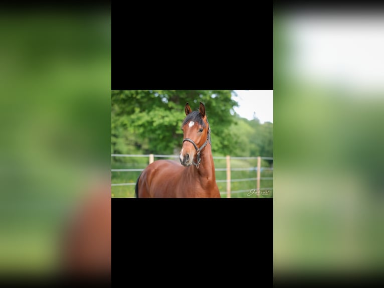 Oldenburger Hengst 2 Jahre 161 cm Rotbrauner in Champsac