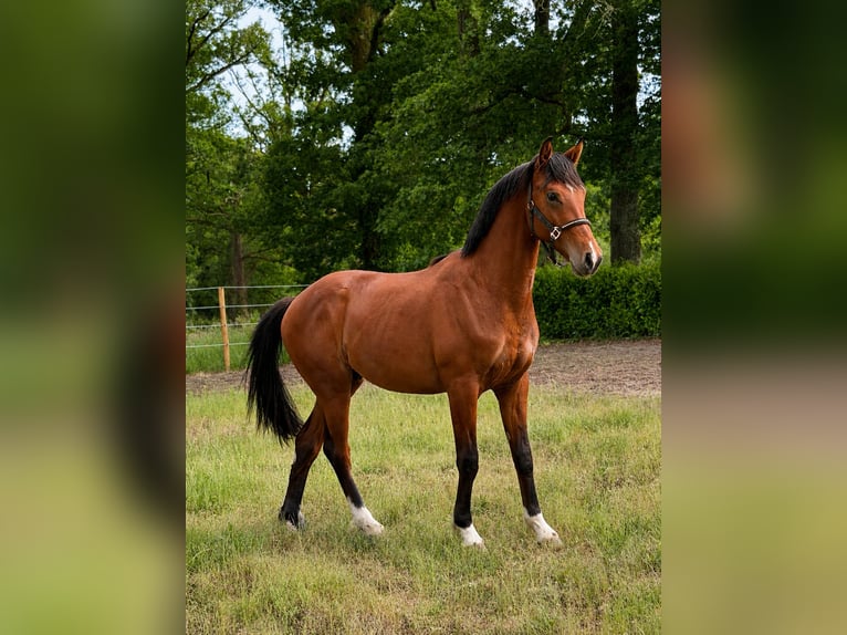Oldenburger Hengst 2 Jahre 161 cm Rotbrauner in Champsac