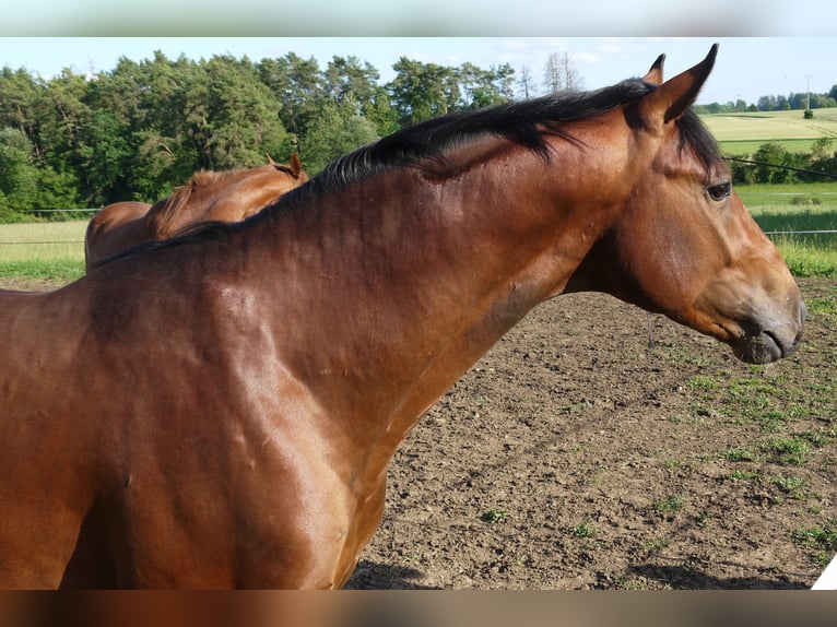Oldenburger Hengst 2 Jahre 162 cm Brauner in Weismain