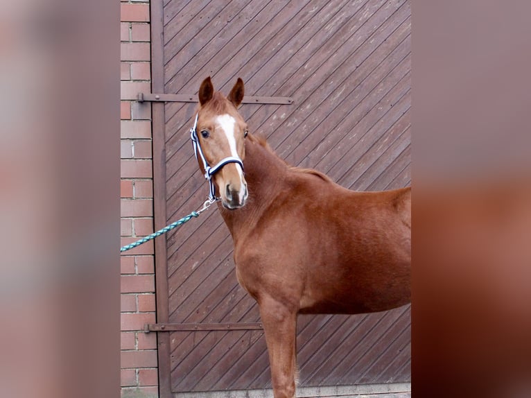 Oldenburger Hengst 2 Jahre 163 cm Fuchs in Garrel