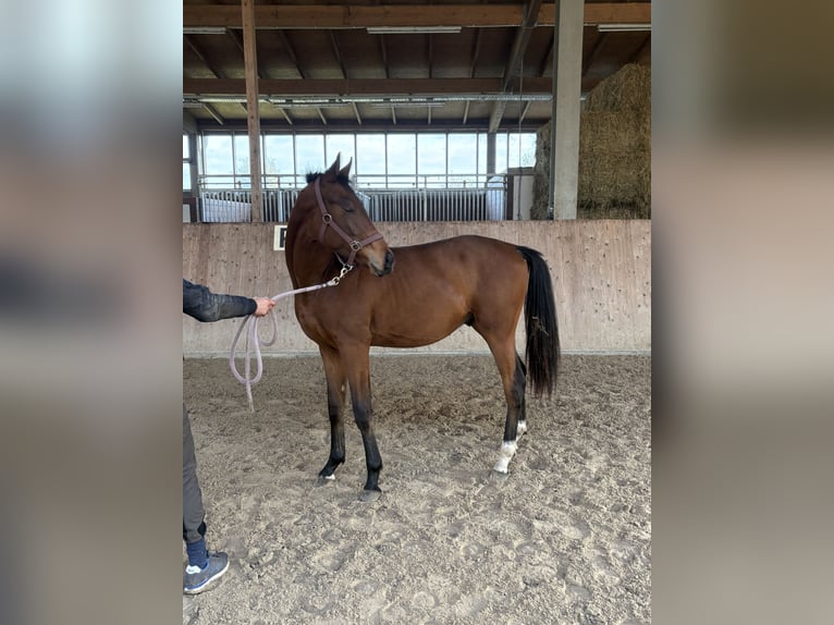 Oldenburger Hengst 2 Jahre 165 cm Brauner in Emsdetten