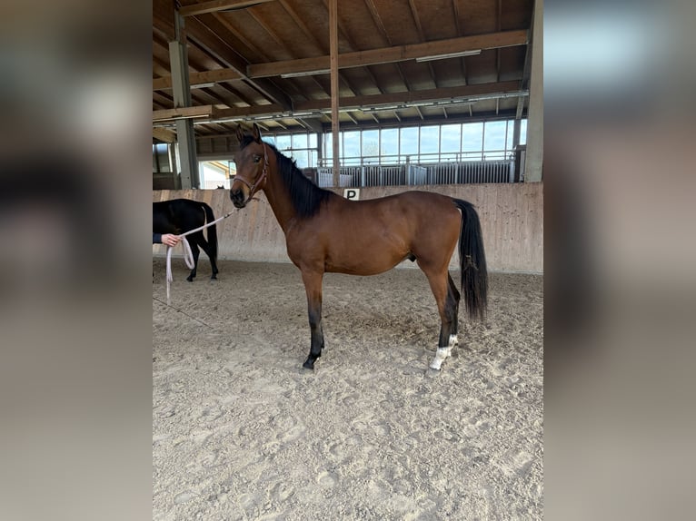 Oldenburger Hengst 2 Jahre 165 cm Brauner in Emsdetten