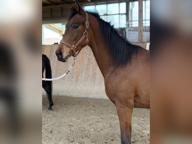 Oldenburger Hengst 2 Jahre 165 cm Brauner in Emsdetten