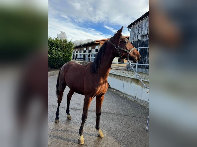 Oldenburger Hengst 2 Jahre 165 cm Brauner in Überlingen
