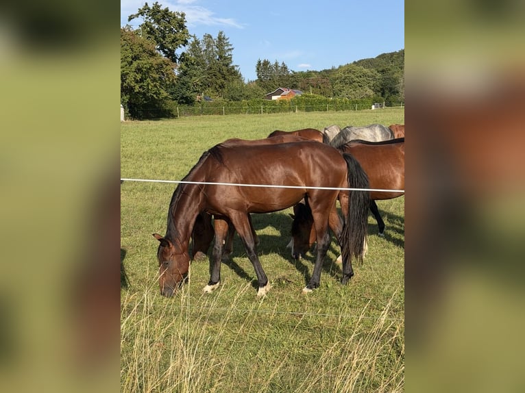 Oldenburger Hengst 2 Jahre 165 cm Brauner in Überlingen