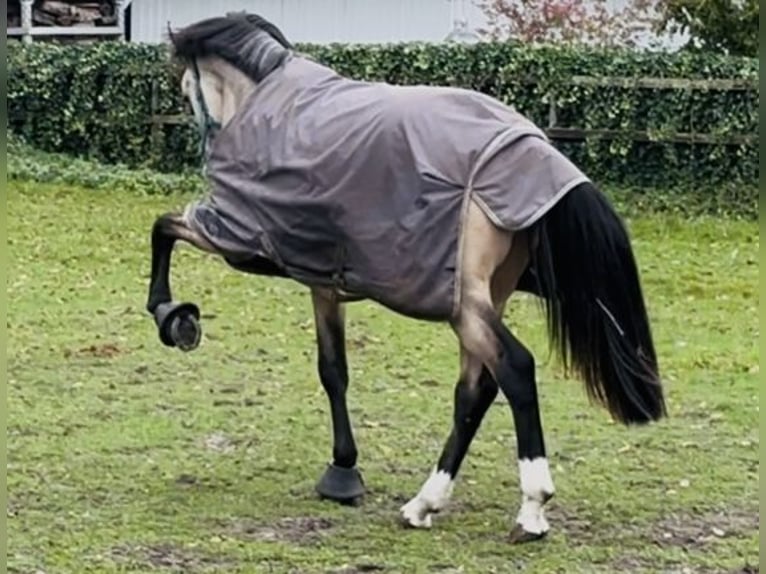 Oldenburger Hengst 2 Jahre 165 cm Buckskin in Verden K&#xF6;rung