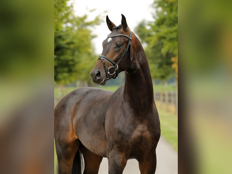 Oldenburger Hengst 2 Jahre 165 cm Dunkelbrauner in Diepholz