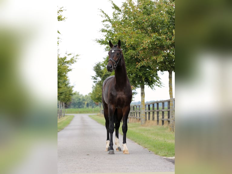 Oldenburger Hengst 2 Jahre 165 cm Dunkelbrauner in Diepholz