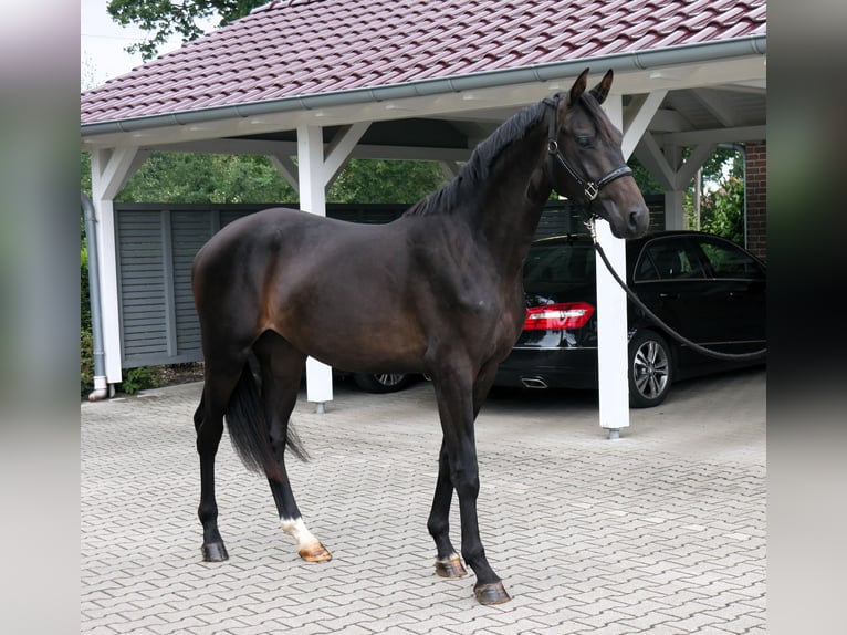 Oldenburger Hengst 2 Jahre 165 cm Schwarzbrauner in Werlte