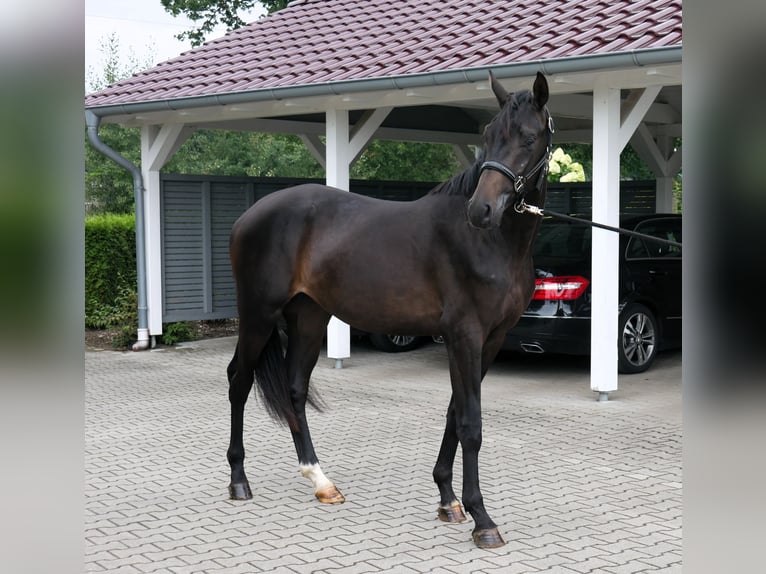 Oldenburger Hengst 2 Jahre 165 cm Schwarzbrauner in Werlte