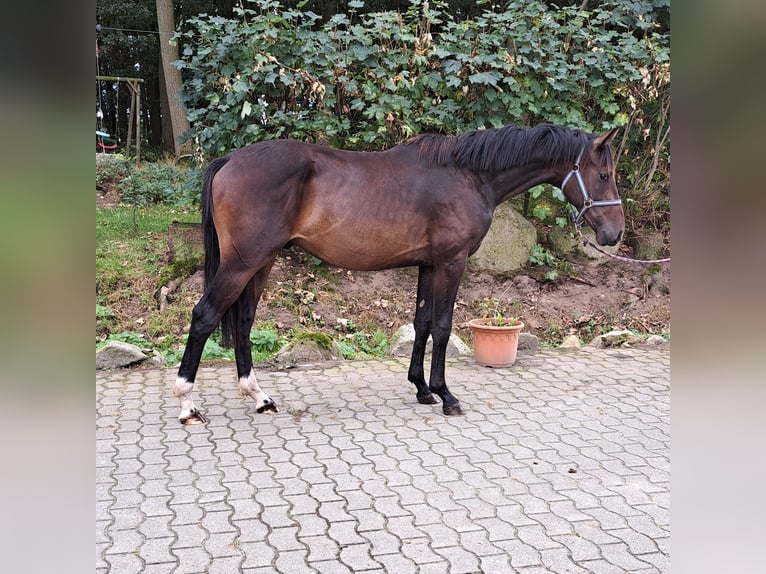 Oldenburger Hengst 2 Jahre 166 cm Brauner in Lindern (Oldenburg)