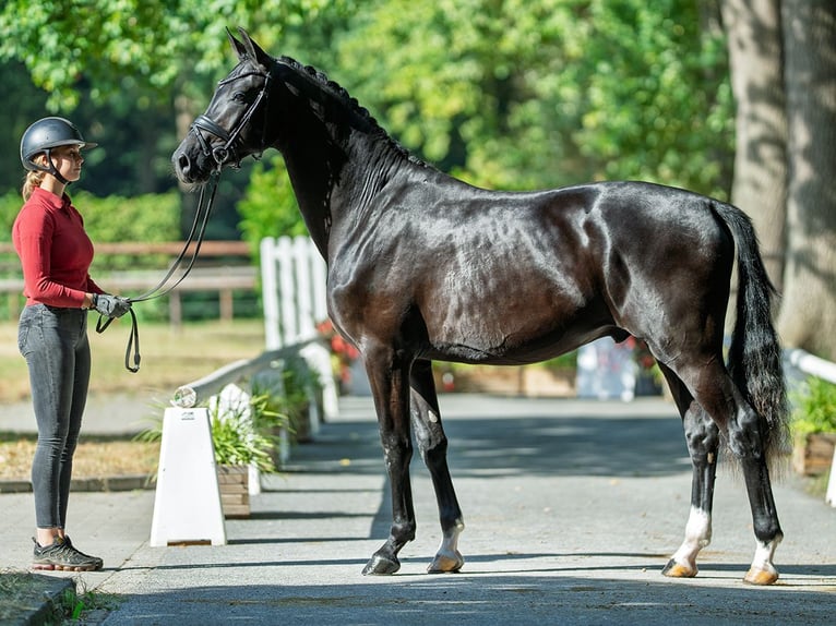 Oldenburger Hengst 2 Jahre 167 cm Rappe in M&#xFC;nster