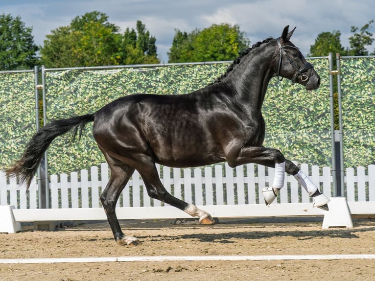 Oldenburger Hengst 2 Jahre 167 cm Rappe in M&#xFC;nster