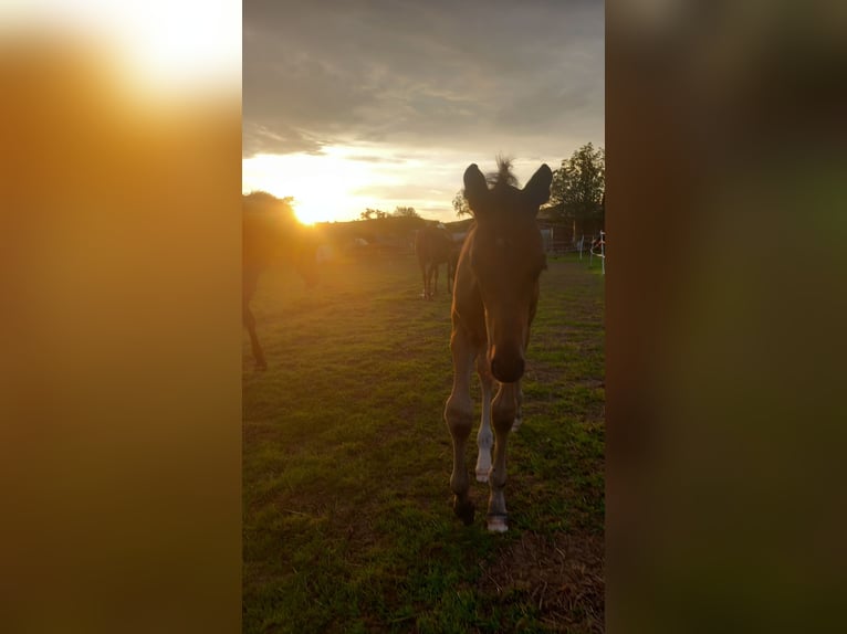 Oldenburger Hengst 2 Jahre 168 cm Brauner in Kronberg im Taunus