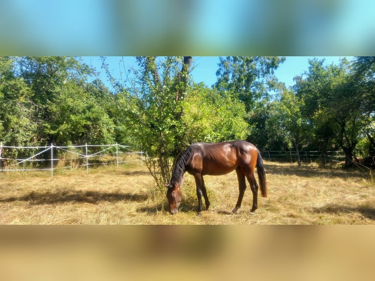 Oldenburger Hengst 2 Jahre 168 cm Brauner in Kronberg im Taunus