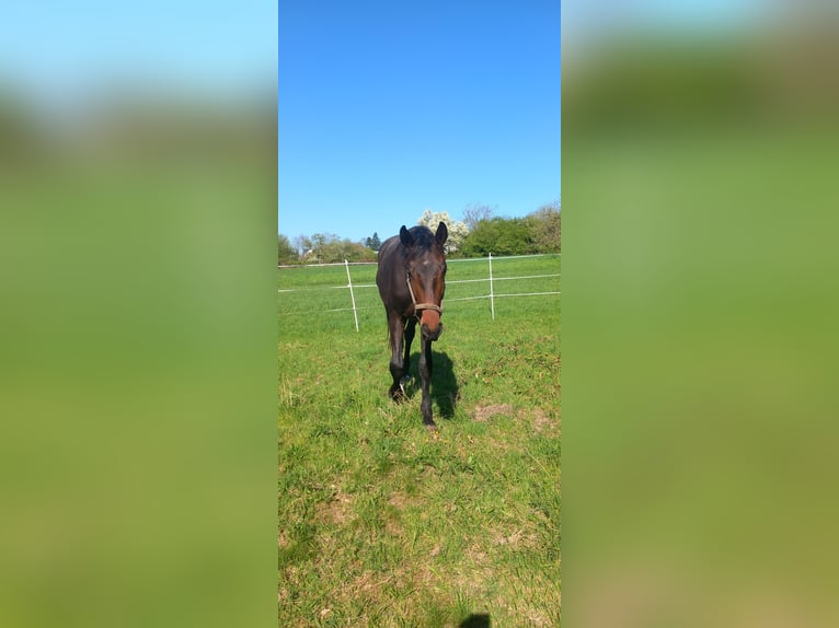 Oldenburger Hengst 2 Jahre 168 cm Brauner in Kronberg im Taunus
