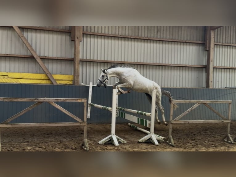 Oldenburger Hengst 2 Jahre 168 cm  in Hanerau-Hademarschen
