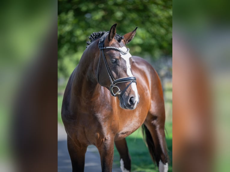 Oldenburger Hengst 2 Jahre 169 cm Dunkelbrauner in Bramsche