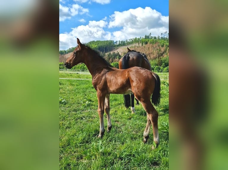 Oldenburger Hengst 2 Jahre 170 cm Brauner in Zwickau