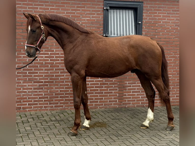 Oldenburger Hengst 2 Jahre 170 cm Dunkelfuchs in Zieuwent