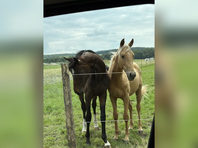 Oldenburger Hengst 2 Jahre 170 cm Palomino in Brockum