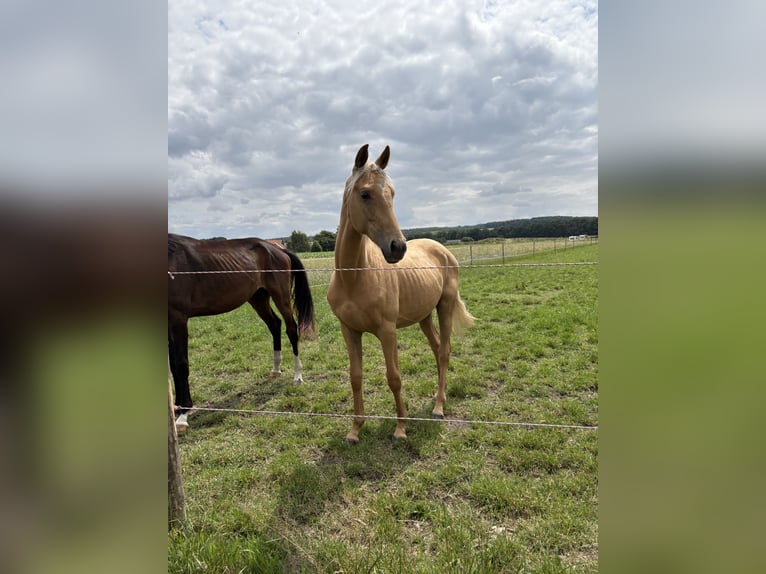 Oldenburger Hengst 2 Jahre 170 cm Palomino in Brockum