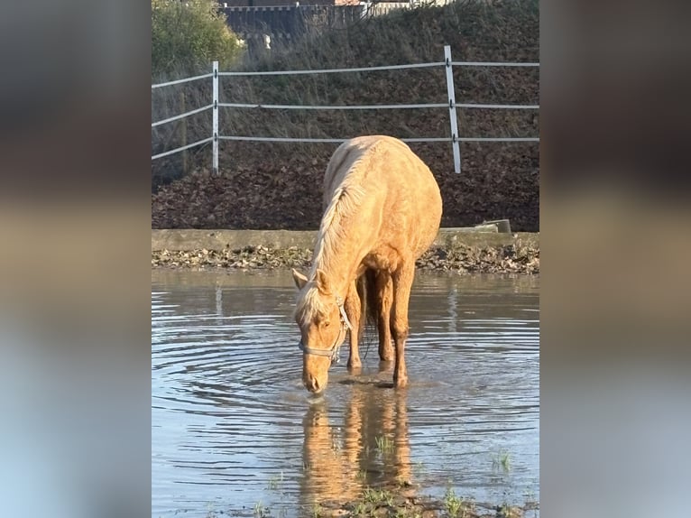 Oldenburger Hengst 2 Jahre 170 cm Palomino in Brockum