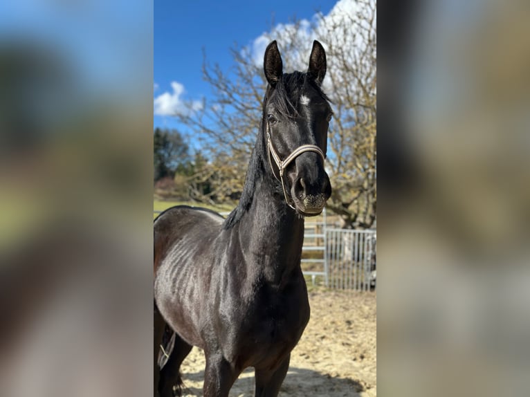 Oldenburger Hengst 2 Jahre 170 cm Rappe in Alsfeld