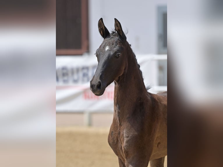 Oldenburger Hengst 2 Jahre 170 cm Rappe in Alsfeld