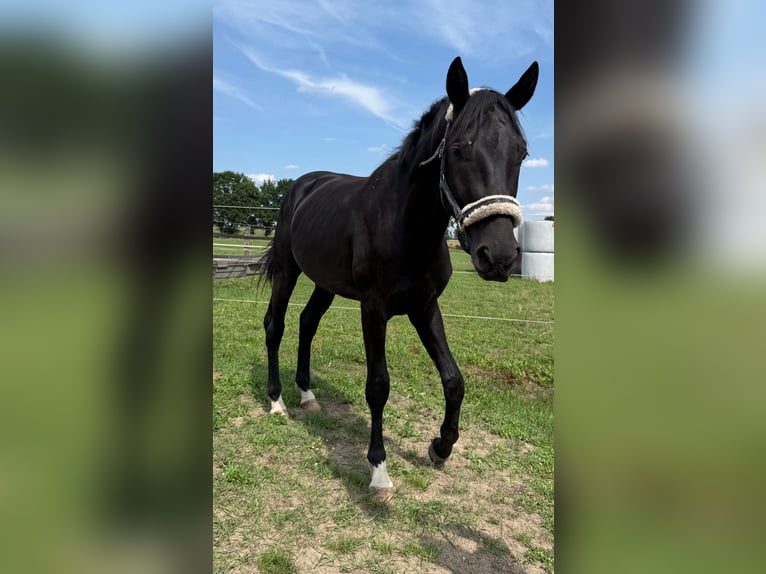 Oldenburger Hengst 2 Jahre 170 cm Schwarzbrauner in Berlin