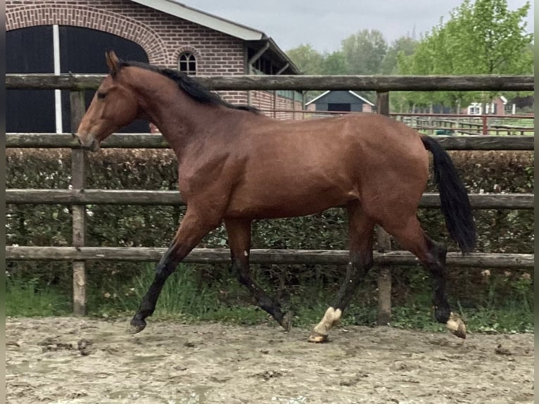 Oldenburger Hengst 2 Jahre 172 cm Brauner in Nordhorn