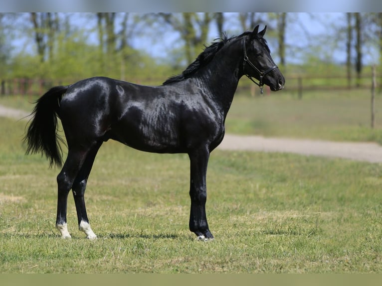 Oldenburger Hengst 2 Jahre in Stud