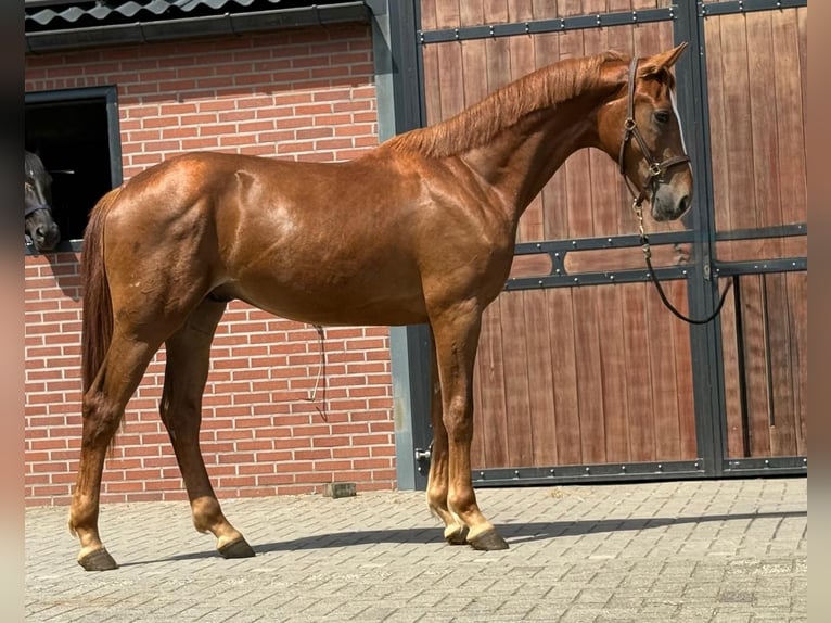 Oldenburger Hengst 2 Jahre Fuchs in Zieuwent