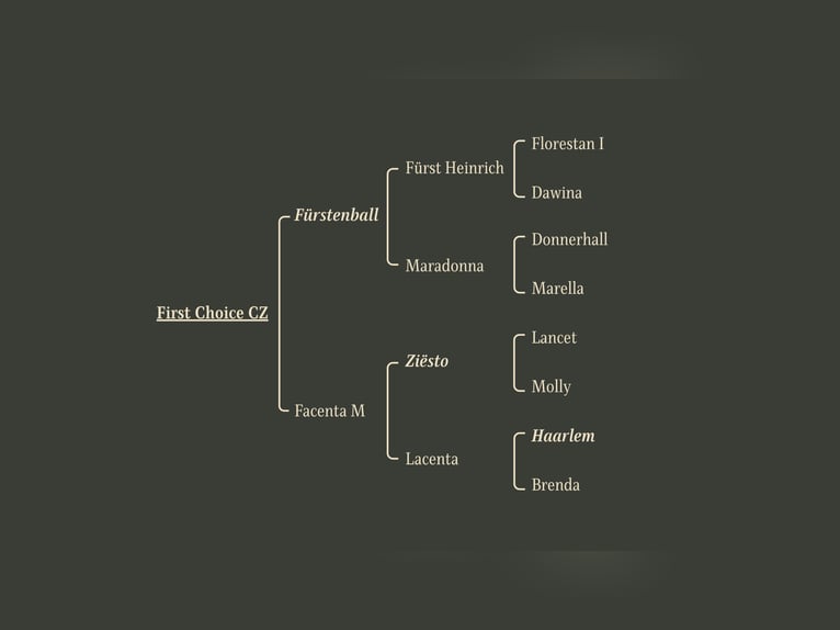 Oldenburger Hengst 2 Jahre Rappe in Debrecen