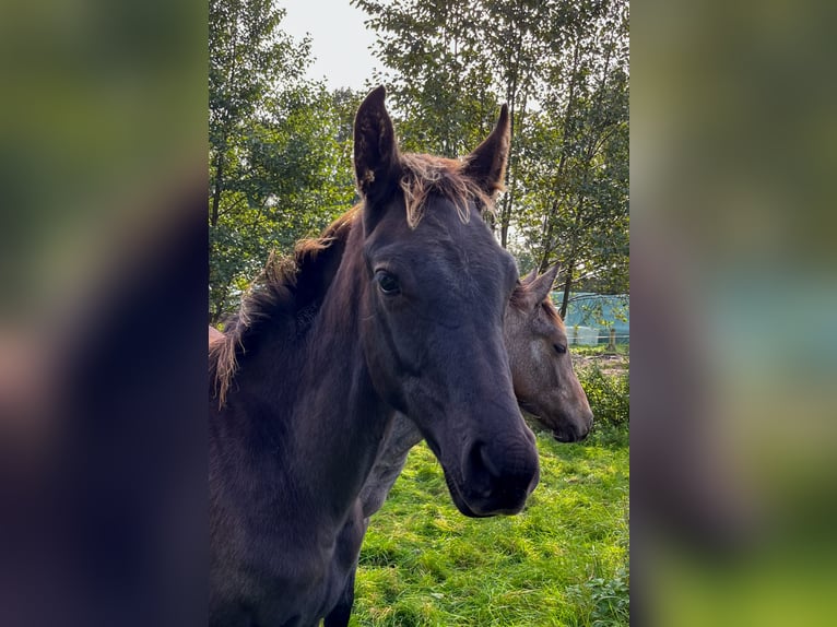 Oldenburger Hengst 2 Jahre Rappe in Stadland
