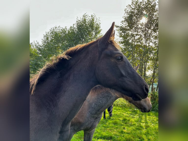 Oldenburger Hengst 2 Jahre Rappe in Stadland